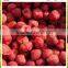Hot sale fresh frozen IQF strawberry products