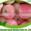 2015 New Fresh Gala Apple Price from Shaanxi China