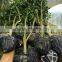 grapefruit seedling trees