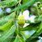 Neem Oil 100% Natural