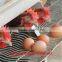 Africa Automatic Drinker Poultry Battery Cage With 96 120 160 Capacity