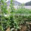 cost effective re-usable Glassfibre nursery stake