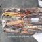 2017 New arrival frozen bulk Argentina squid/Illex argentinus