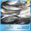 Natural Food Sea Frozen Sarda Tuna Fish