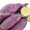 High quality fresh sweet potato from Vietnam