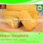 china supplier as gift for child yellow waxy corn
