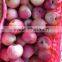 hot sell red qinguan apples factory chinese qinguan apples company