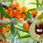 seabuckthorn fruit oil with GMP certified factory