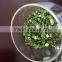 Dried Leek Flakes(Hot sale)