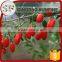 2016 USDA organic goji berry