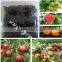 100% Water Soluble Organic Sargassum source Fertilizer