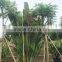 Ravenala madagascariensis-Travelers Palm-trees-plants high 2-7m