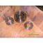 duplex 2507 S32750 F53 flange