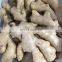 Large quantity  high quality  various types Fresh ginger Air dry Ginger