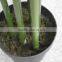 Real Trunk Bamboo Tree