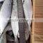4-6 pcs per kg 20cm up horse mackerel