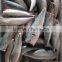 HACCP EU Frozen HGT Pacific Mackerel and Scomber Japonicus for Canned Mackerel