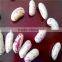 light speckled kidney beans supplier(long shape)