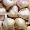 cheap price normal white garlic export to indonesia