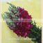 china importers long stem small petals fresh cut antirrhinum flower