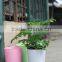 decoration garden and home plant pots / flower pots with different colors