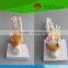 High quality Life-size foot joint with ligaments for medical aid