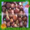 storing chestnuts