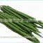 Organic Drumstick Organic
