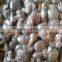 Shiitake Mushroom
