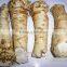 Fresh Horseradish