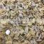 boiled light yellow sliced Mushrooms slices mushroom in bag plastic mushroom