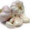 New Garlic Crop--Spice Vegetable