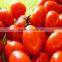 Hybrid Indeterminate type Cherry tomato seeds for growing-Super Pink Baby