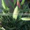 Hot selling fresh cut flower fresh cut lily flower export to all over the world