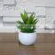 White Potted Mini Succulent Plants Bonsai