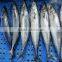 Block Frozen HACCP Mackerel Fish