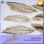 Precooked Frozen Pacific Mackerel Fish Fillet IQF With Dark Meat