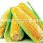 maize thresher corn thresher manual corn sheller