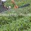 Shrub Trimmer