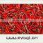 Pepper Drying Line