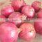 Fresh red shallot ,Fresh onion shallot,Exporter of onion