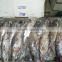 FROZEN CAT FISH