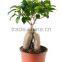 Chinese Home Decoration Live Ficus Bonsai