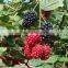 raspberry tree seedling