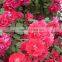 Multiflora Rose seedling