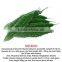 Mehran F1 Hybrid Bitter Gourd Seeds