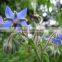 NSFessential Borage Oil