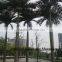 cheap palm tree fiberglass palm tree decorative indoor palm tree
