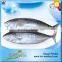 Carton or Woven Bag Packed 18 Months Shelf Life China Bonito Supplier