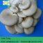 Dried oyster mushroom